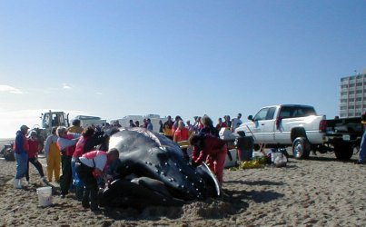 Humpback whale
